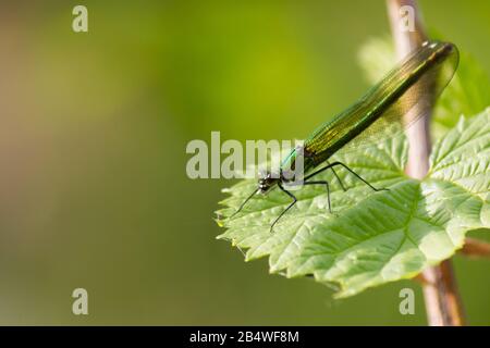 Belle démioselelle baguée (Calopteryx splendens) dans la nature sauvage sur fond flou Banque D'Images