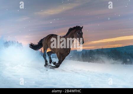 Cheval de la race gallope westphalien à travers la neige profonde. La neige éclabousse. En arrière-plan est une forêt. Le ciel est rose et orange, c'est coucher de soleil Banque D'Images