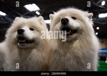 Chiens samoyés au centre national des expositions de Birmingham (NEC) pour le troisième jour du spectacle de chiens Crufts. Banque D'Images