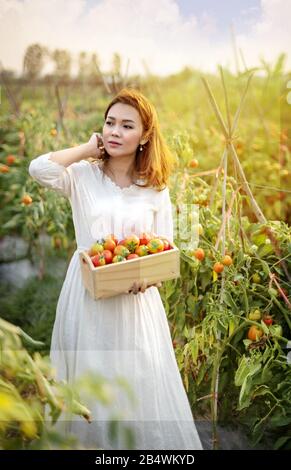 Jolie femme asiatique avec tomates rouges, récolte de légumes frais dans le jardin Banque D'Images