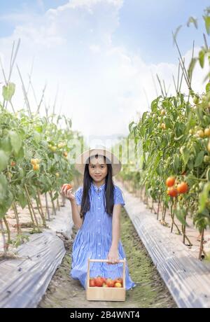 Petite fille asiatique avec tomates rouges, récolte des légumes frais dans le jardin Banque D'Images