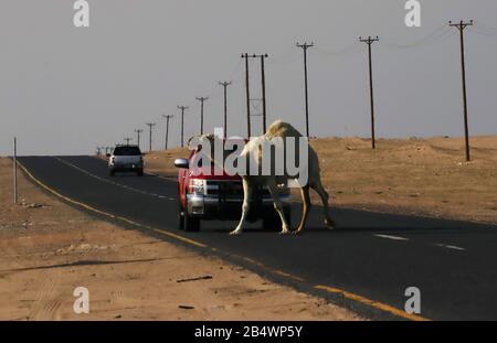 Camels traversant la route dans le désert avec des poteaux de trafic et de télégraphe sur le côté Banque D'Images