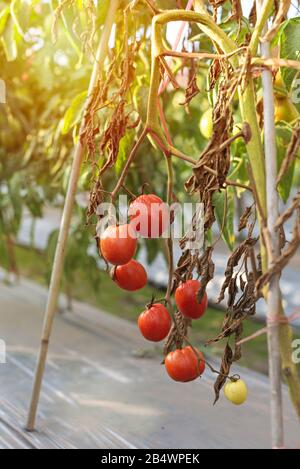 tomates mûres accrochées à la plante des arbres dans le jardin Banque D'Images