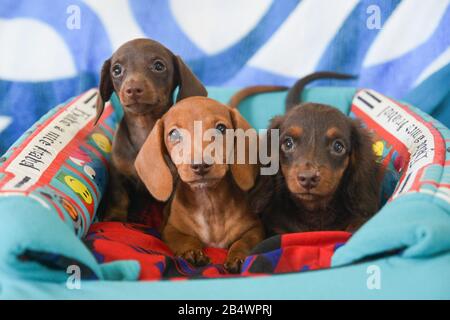 Photo de groupe de 3 dachshund assis sur un lit tout en regardant l'appareil photo Banque D'Images