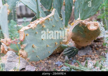 cactus vert cassé dans un environnement naturel. Banque D'Images