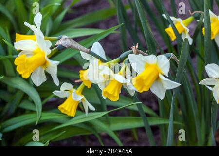 Jonquilla Daffodil Narcisse 'Echo D'Or' Banque D'Images