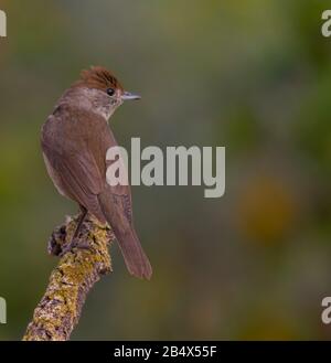 Le blackcap eurasien ou l'eau potable de sylvia atricapilla et de voir sa réflexion sur l'eau Banque D'Images