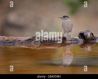 Le blackcap eurasien ou l'eau potable de sylvia atricapilla et de voir sa réflexion sur l'eau Banque D'Images