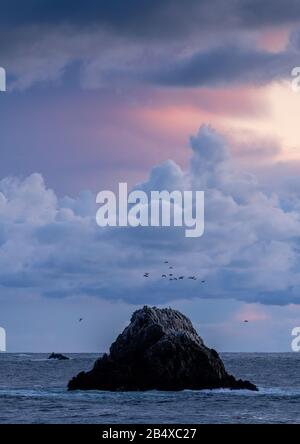 Magnifique ciel du soir en regardant de la réserve d'état de point lobos à travers l'île Bird, avec des Cormorants arrivant à roost; Océan Pacifique au-delà. Banque D'Images