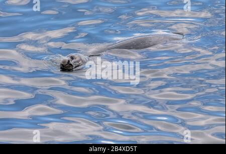 Pacific Harbour Seals, ou Common Seal, Phoca vitulina nageant dans le port de Monterey, côte de Californie. Banque D'Images