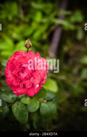 Un bouquet de roses fleuris avec feuilles et gouttes d'eau dans le jardin de roses au printemps. Banque D'Images