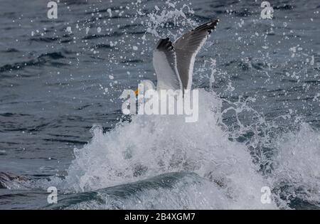 Goéland occidental, Larus occidentalis, en vol, au-dessus du Pacifique; côte du centre de la Californie. Banque D'Images