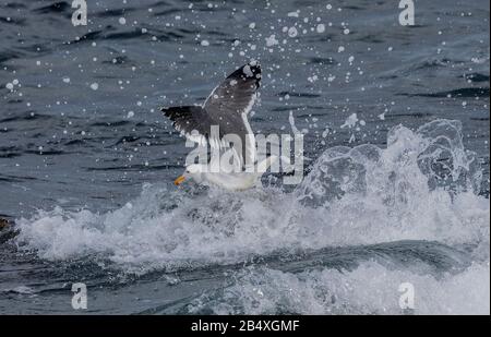 Goéland occidental, Larus occidentalis, en vol, au-dessus du Pacifique; côte du centre de la Californie. Banque D'Images