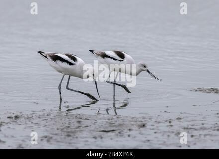 Avocat américain, Recurvirostra americana, se nourrissant dans la boue estuarienne, Californie. Banque D'Images