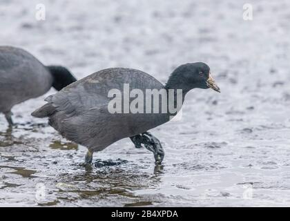 American coot, Fulica americana, se nourrissant dans la boue estuarienne, début d'hiver. Banque D'Images