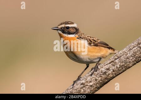 Whinchat - Saxicola rubetra, magnifique oiseau de perching de couleur des prairies et des prairies européennes, Hortobagy, Hongrie. Banque D'Images