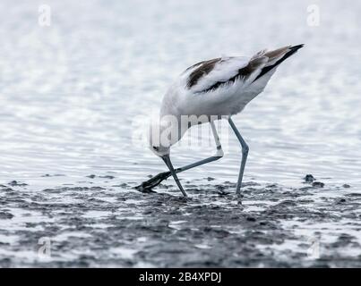 Avocat américain, Recurvirostra americana, se nourrissant dans la boue estuarienne, Californie. Banque D'Images