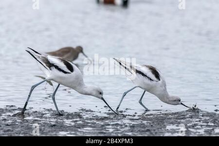 Avocat américain, Recurvirostra americana, se nourrissant dans la boue estuarienne, Californie. Banque D'Images