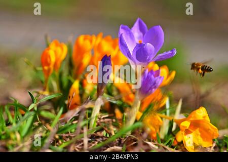 Fleurs printanières avec abeille volante. Belles fleurs colorées de première sur prairie avec soleil. Banque D'Images