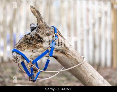 Un morceau de bois qui ressemble à la tête d'un cheval Banque D'Images