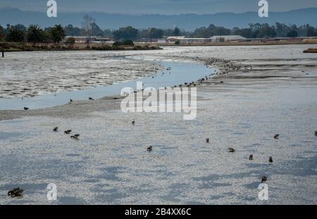 Boue estuarienne remplie d'oiseaux hivernant dans la Réserve naturelle de Baylands, Palo Alto, Californie. Banque D'Images