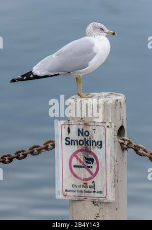 Goéland à bec, Larus delawarensis, perché sur la poste avec signe. Californie. Banque D'Images