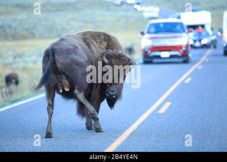 Le bison sauvage américain traversant la route devant les automobiles en début de matinée de la vallée de Lamar dans le parc national de Yellowstone Banque D'Images