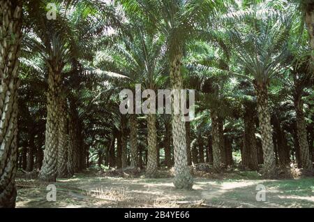 Plantation de palmiers à huile de quinze ans (Elaeis guineensis) avec de grands palmiers établis, Malaisie, février Banque D'Images