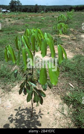 Jeunes arbres en caoutchouc (Hevea brasiliensis) qui sautillent dans une nouvelle plantation de caoutchouc, Malaisie, février Banque D'Images