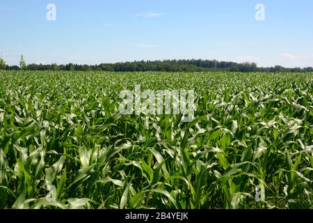 paysage rural avec champ de maïs vert en bavière, champ de maïs avec jeunes plantes Banque D'Images