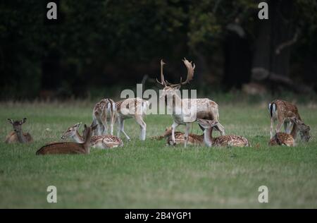 Flow Deer Buck and fait, Holkham Park, Norfolk Banque D'Images