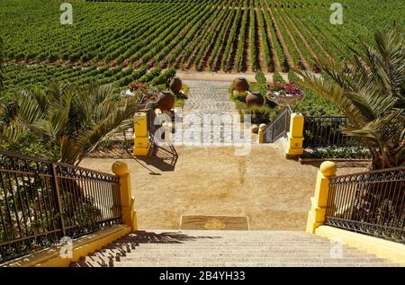 Vignes, entrée viticole, marches à étages, plantations, rangées de vignes; Santa Cruz; Amérique du Sud; Vina Santa Cruz; Colchagua Valley, Chili; été Banque D'Images