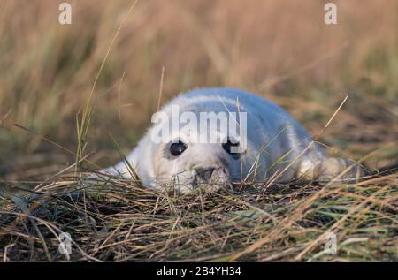 Chiot Sceau Gris, Donna Nook, Lincolnshire. Banque D'Images