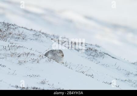 Mountain Hare, Strathdearn, Parc National De Cairngorme, Écosse Banque D'Images