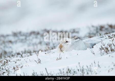 Mountain Hare, Strathdearn, Parc National De Cairngorme, Écosse Banque D'Images