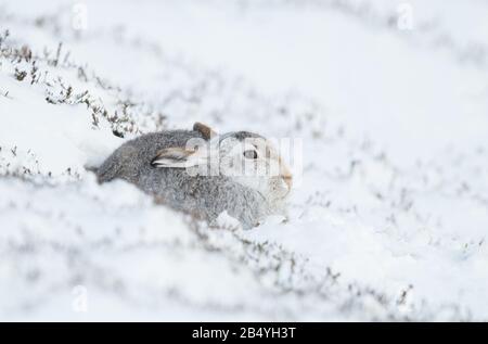 Mountain Hare, Strathdearn, Parc National De Cairngorme, Écosse Banque D'Images