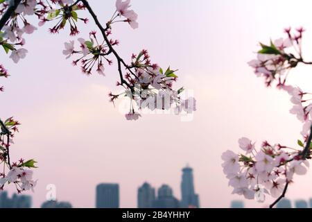 Magnifique sakura aux cerisiers en fleurs au printemps sur fond urbain Banque D'Images