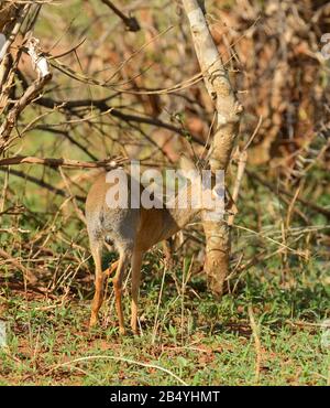 Libre de Kirk's dik-dik (nom scientifique : Madoqua , ikidiki' ou 'en Swaheli) dans le parc national de Tarangire, Tanzanie, Banque D'Images