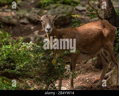 Mouflon, Ovis orientalis musimon, - l'ancêtre du mouton moderne. Femme dans les bois. Banque D'Images