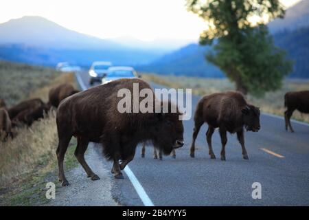 Le bison sauvage américain traversant la route devant les automobiles en début de matinée de la vallée de Lamar dans le parc national de Yellowstone Banque D'Images