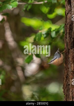 Nuthatch, Sitta europaea, se nourrissant sur écorce de vieux pins écossais. Banque D'Images