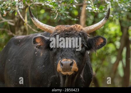 Un exemple de bovins primitifs de taurine, Bos taurus taurus, pacage dans des bois ouverts. Banque D'Images