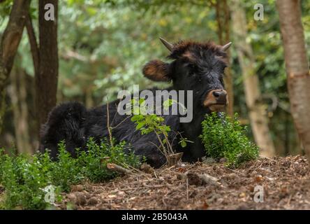 Un exemple de bovins primitifs de taurine, Bos taurus taurus, pacage dans des bois ouverts. Banque D'Images