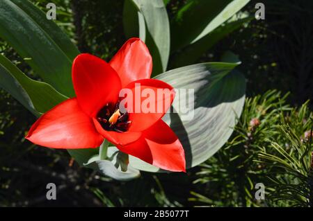 vue de dessus d'une magnifique tulipe rouge ouverte avec pistil et étamines lors d'une journée d'été ensoleillée Banque D'Images