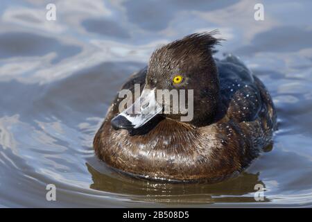 Canard touffé femelle sur l'eau Banque D'Images
