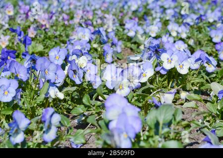 champ de pansies bleu-blanc, fond de vacances de printemps avec des fleurs plantées dans le parc Banque D'Images
