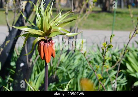 de beaux bourgeons orange de fleurs de fritillaria dans le parc lors d'une journée d'été ensoleillée, des fleurs non ouvertes de la couronne impériale Banque D'Images