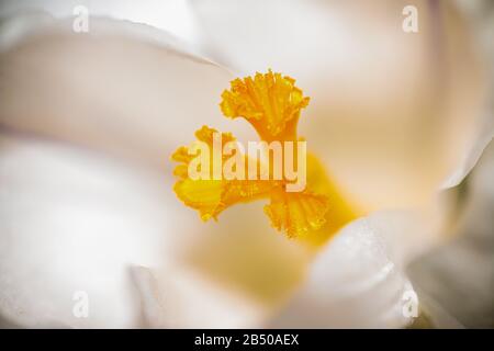Une macro-photo d'un crocus blanc une belle fleur de printemps avec des pétales blancs et un pistil jaune Banque D'Images