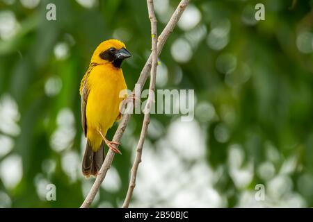 Homme asiatique Golden Weaver isolé perching sur une branche Banque D'Images