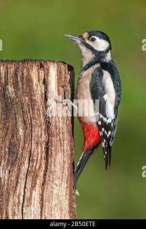 Grosser Buntspecht, Maennchen (Dendrocopos Major) Grand Pic Tacheté, Homme • Bade-Wuerttemberg, Allemagne Banque D'Images